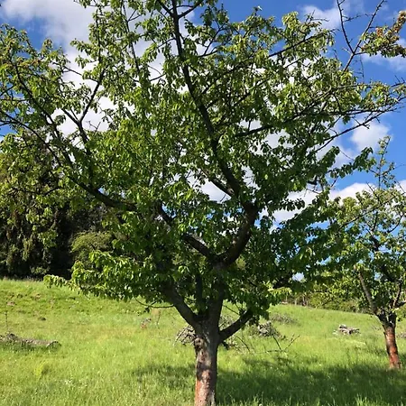 Premium Suedsonne Lejlighed Witzenhausen