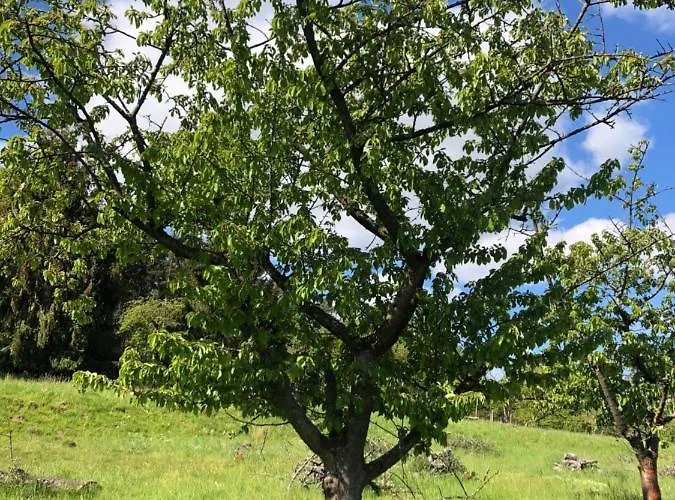 Premium Suedsonne Daire Witzenhausen